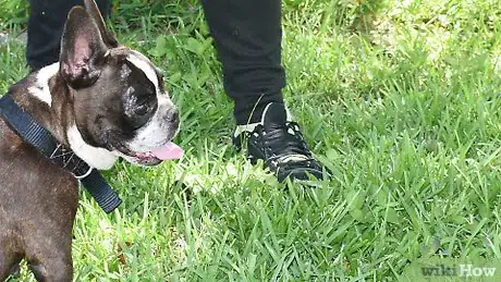 Image titled Treat a New Dog Step 14