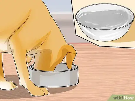 Image titled Diagnose Canine Coronavirus Step 5