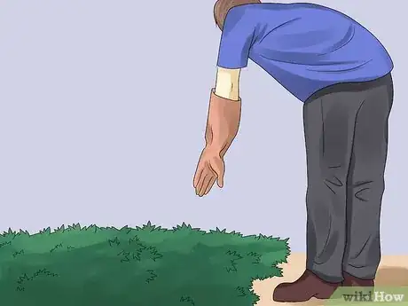 Image titled Remove an Ivy Plant Step 2