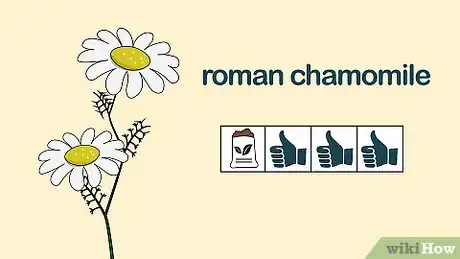 Image titled Grow Chamomile Step 13