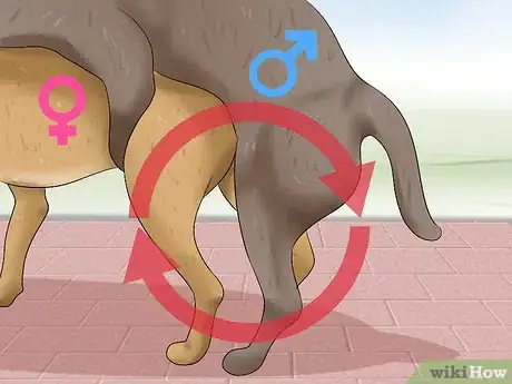 Image titled Become a Dog Show Judge Step 13