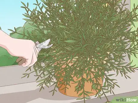 Image titled Grow Sweet Alyssum Step 12