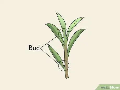 Image titled Take Hardwood Cuttings Step 4