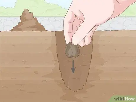 Image titled Plant Anemone Corms Step 7