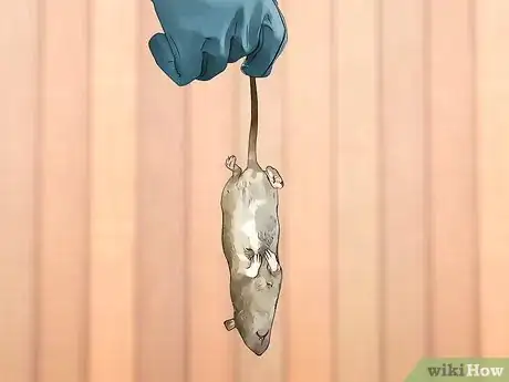 Image titled Get Rid of Rats Step 16