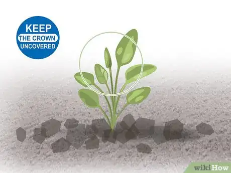 Image titled Grow Biennial Vegetables Step 08