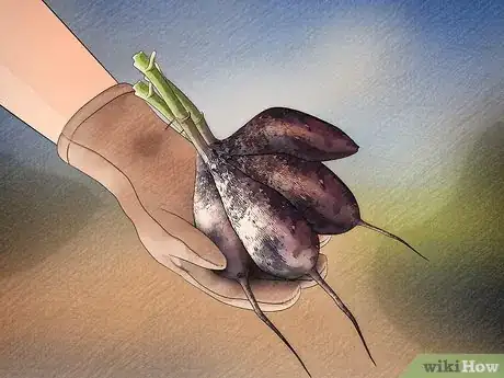 Image titled Store Dahlia Bulbs Step 9