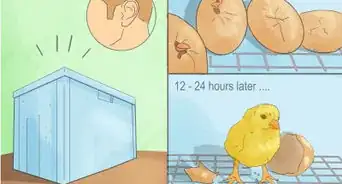 Make a Simple Homemade Incubator for Chicks