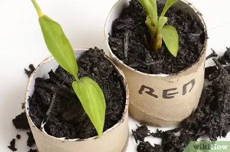 Image titled Start Seedlings in Toilet Paper Rolls Step 13