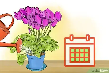 Image titled Care for Cyclamen Plants Step 4