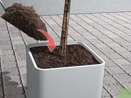 Image titled Care for a Fiddle Leaf Fig Step 15