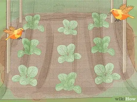 Image titled Grow Tatsoi Step 11