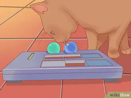 Image titled Celebrate National Cat Day Step 1