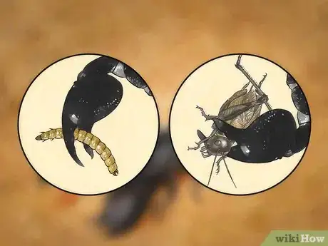 Image titled Identify an Emperor Scorpion Step 6