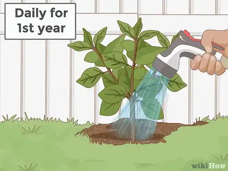 Image titled Plant a Persimmon Tree Step 7