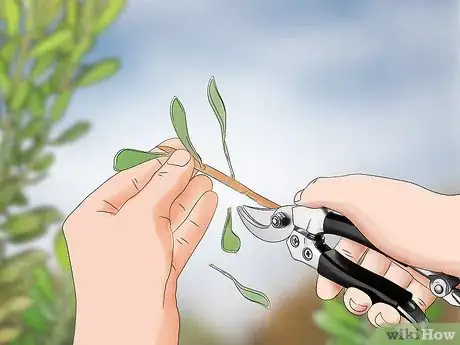 Image titled Grow Protea Step 14