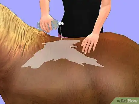Image titled Show a Miniature Horse Step 9
