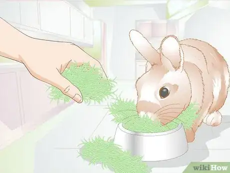 Image titled Treat Dental Problems in Rabbits Step 10