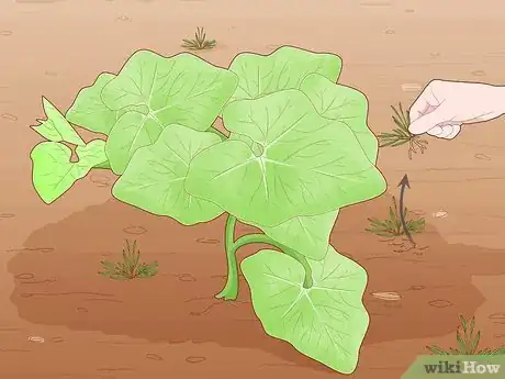 Image titled Grow Giant Vegetables Step 14