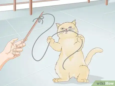 Image titled Keep an Indoor Cat Active Step 6