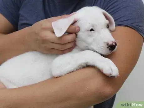 Image titled Make a Puppy Happy Step 9