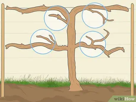 Image titled Prune Grape Vines for Winter Step 6