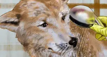 Keep Your Dog Safe in Extreme Weather