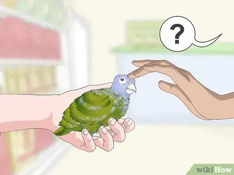 Image titled Bond with a Pionus Parrot Step 2