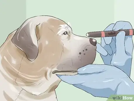 Image titled Rule Out Medical Causes of Bad Behavior in Aging Dogs Step 10
