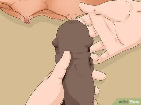 Image titled Ensure Passive Immunity in Newborn Puppies Step 2