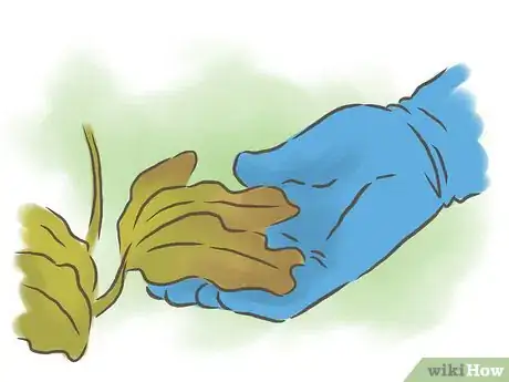 Image titled Grow Passion Fruit Step 21