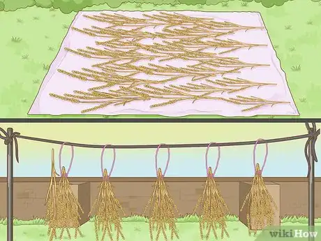 Image titled Plant Rice Indoors Step 15