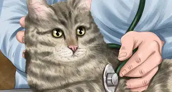 Identify Early Signs of Chronic Kidney Disease in Cats