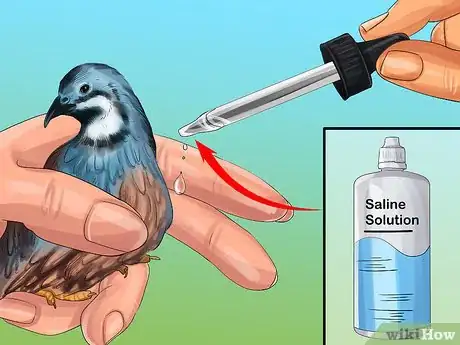 Image titled Treat Avian Pox in Button Quail Step 3