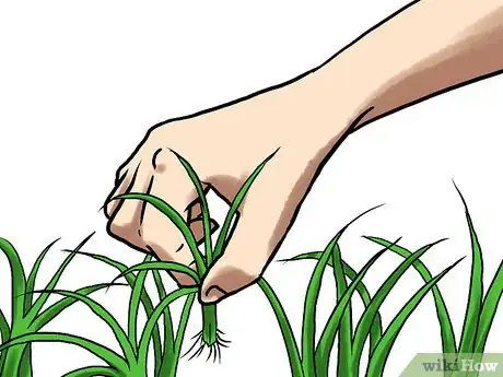 Image titled Grow Winter Onions Step 10