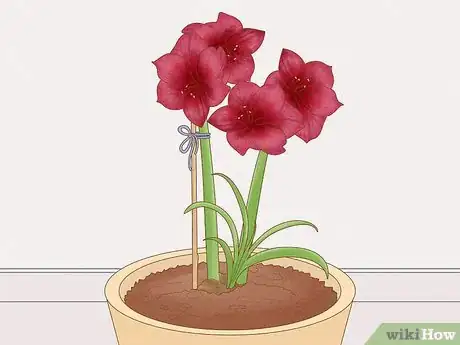 Image titled Keep an Amaryllis Upright Step 3