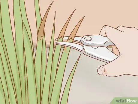 Image titled Prune Kangaroo Paws Step 4