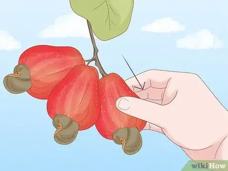 Image titled Grow a Cashew Nut in a Pot Step 5