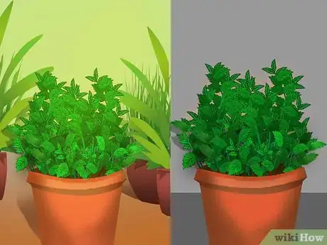 Image titled Buy Mint Plants Step 10