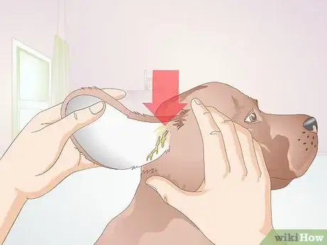 Image titled Identify Canine Ear Mites Step 7