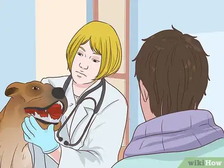 Image titled Diagnose Metabolic Disease in Older Dogs Step 6