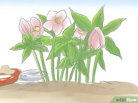 Image titled Care for a Lenton Rose Step 7