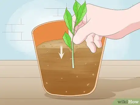 Image titled Plant Roots Step 10