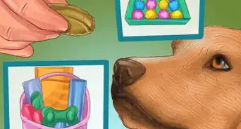 Buy Christmas Gifts for a Dog