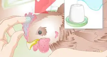 Treat Frostbite in Chickens