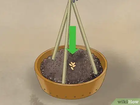 Image titled Grow Cucumbers in Pots Step 10