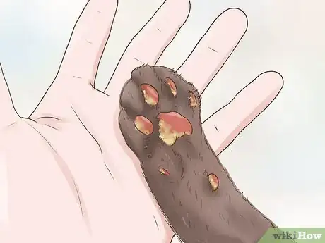 Image titled Treat a Limping Cat Step 5