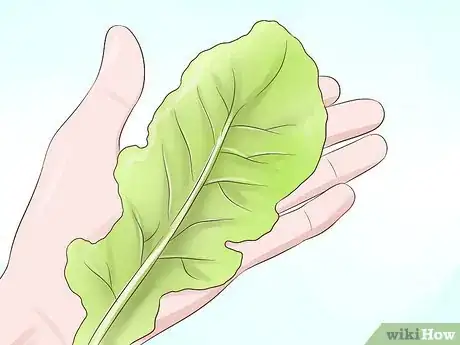 Image titled Shop for Kale Step 3