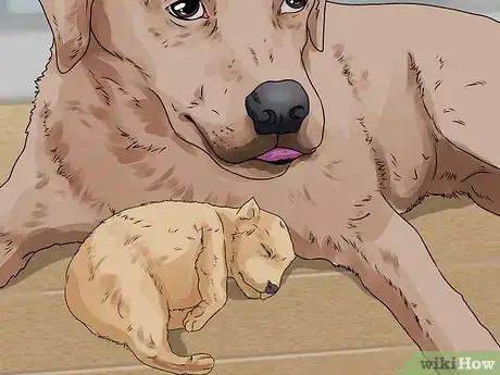 Image titled Whelp and Raise a Single Puppy Step 14