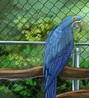 Care for a Hyacinth Macaw